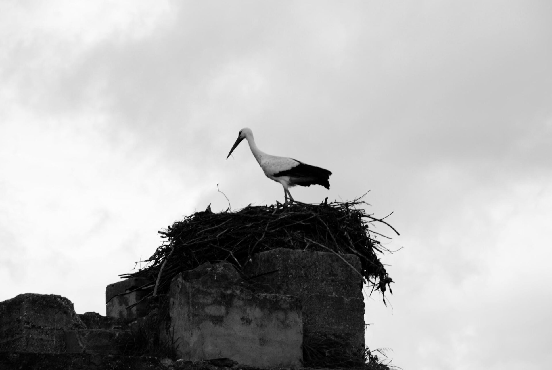 Cigüeña en su nido con cielo nuboso en blanco y negro